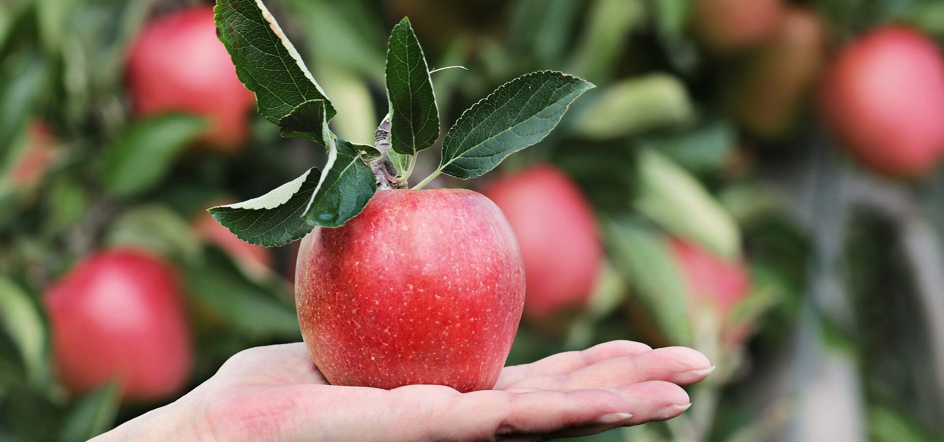 hand holding a fresh red apple symbolizing health and wellness coaching